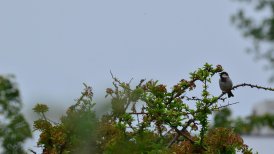 2022-06-11 crezeepolder 109